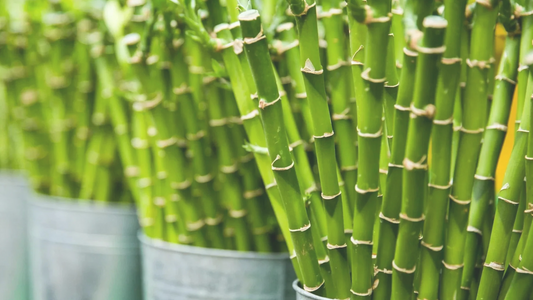 Bamboo stalks in metal buckets