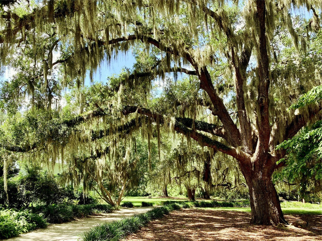 The Best Places to Have a Baby Shower in New Orleans (And How to Make It Extra Special)