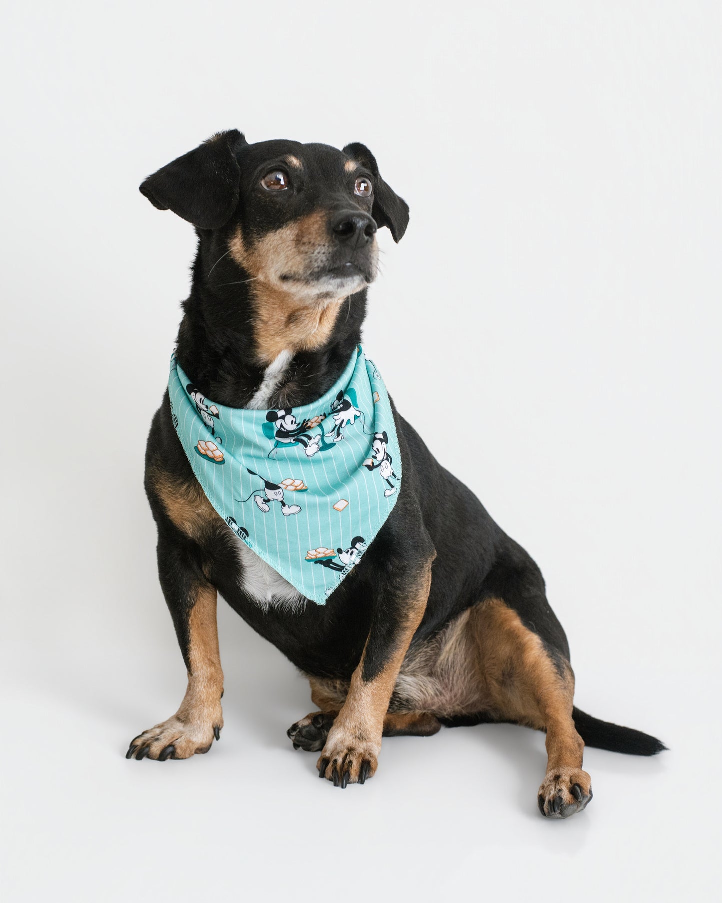 Powdered Sugar Pals Pet Bandana
