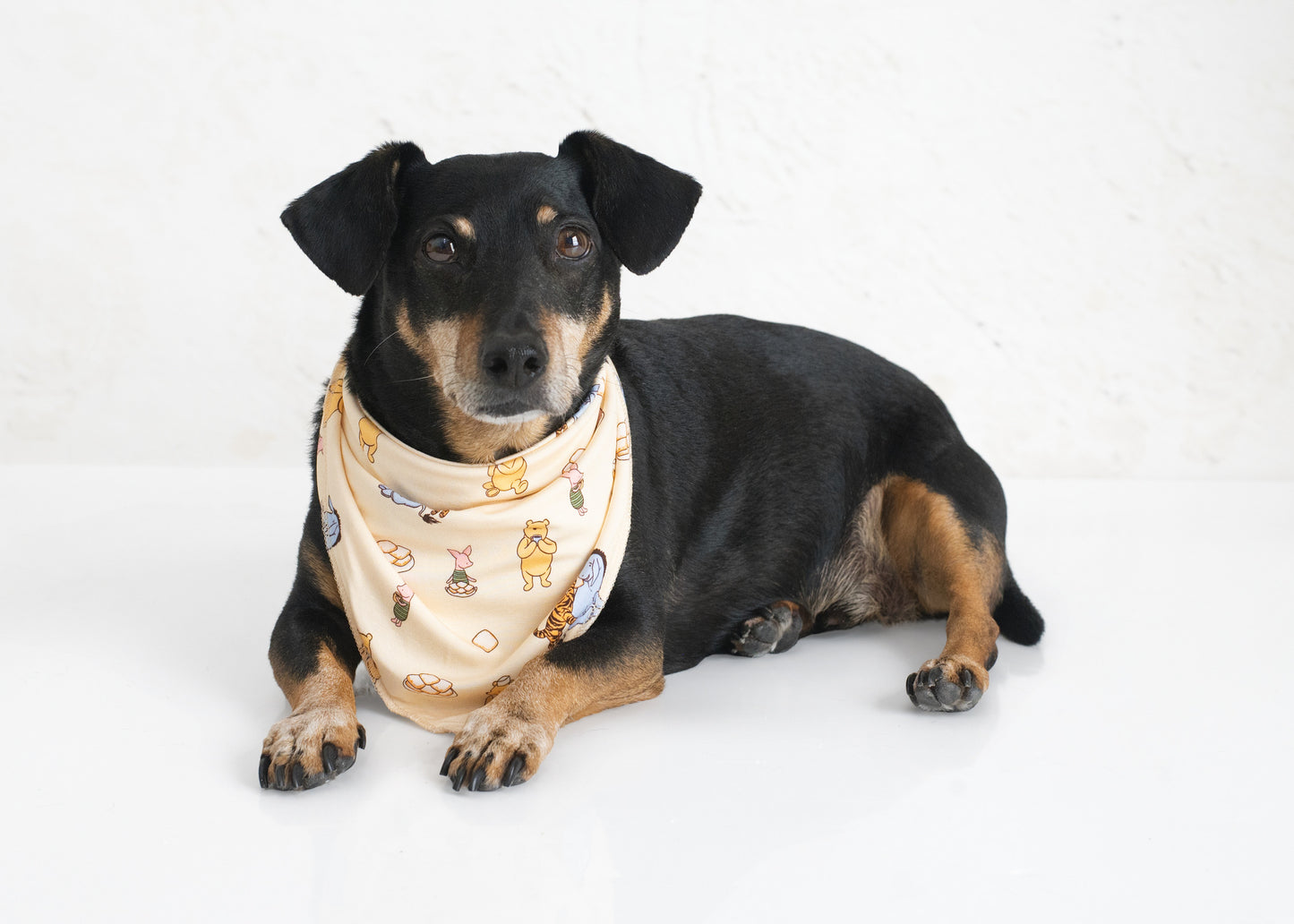 Pooh's Beignet Adventure Pet Bandana