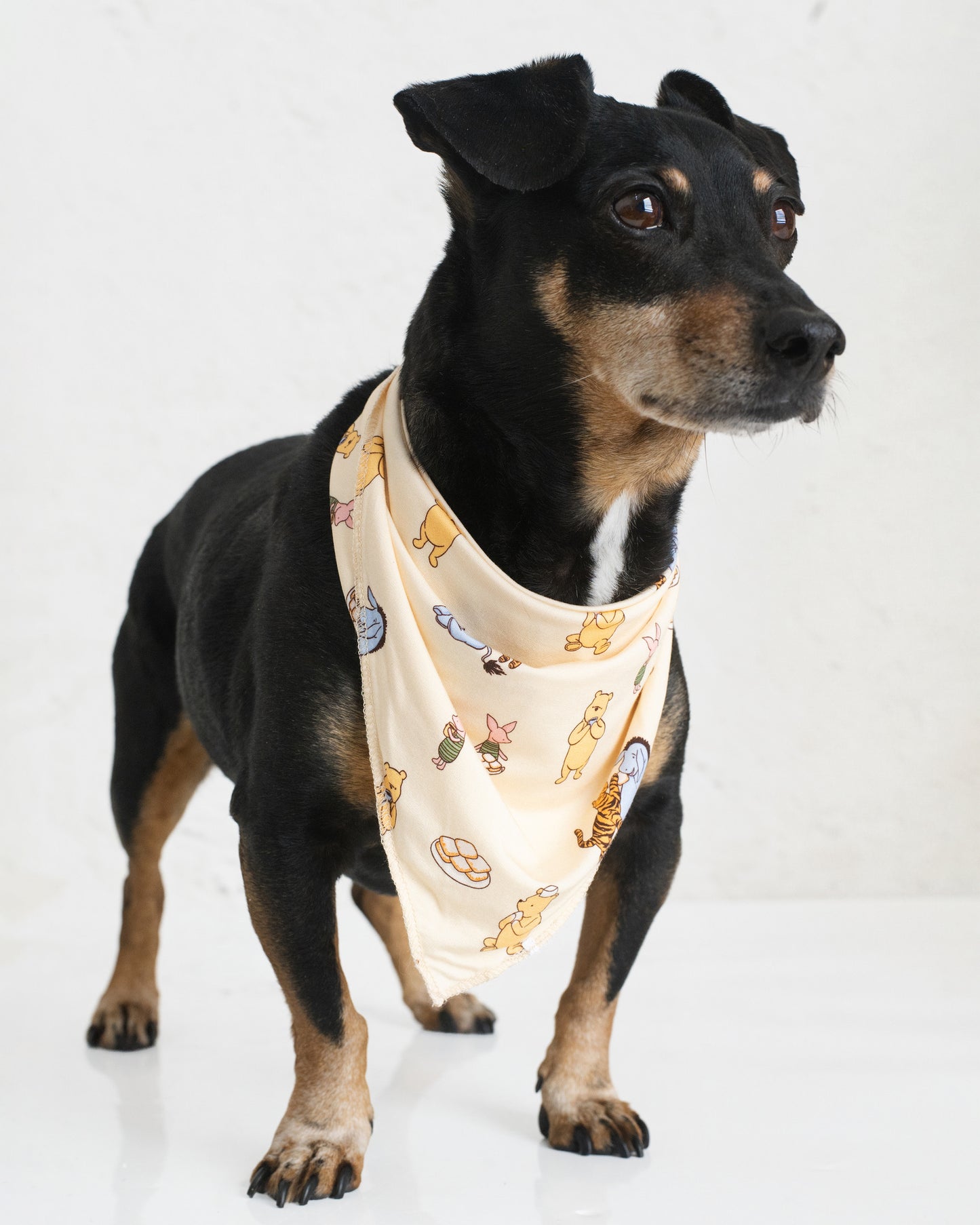 Pooh's Beignet Adventure Pet Bandana