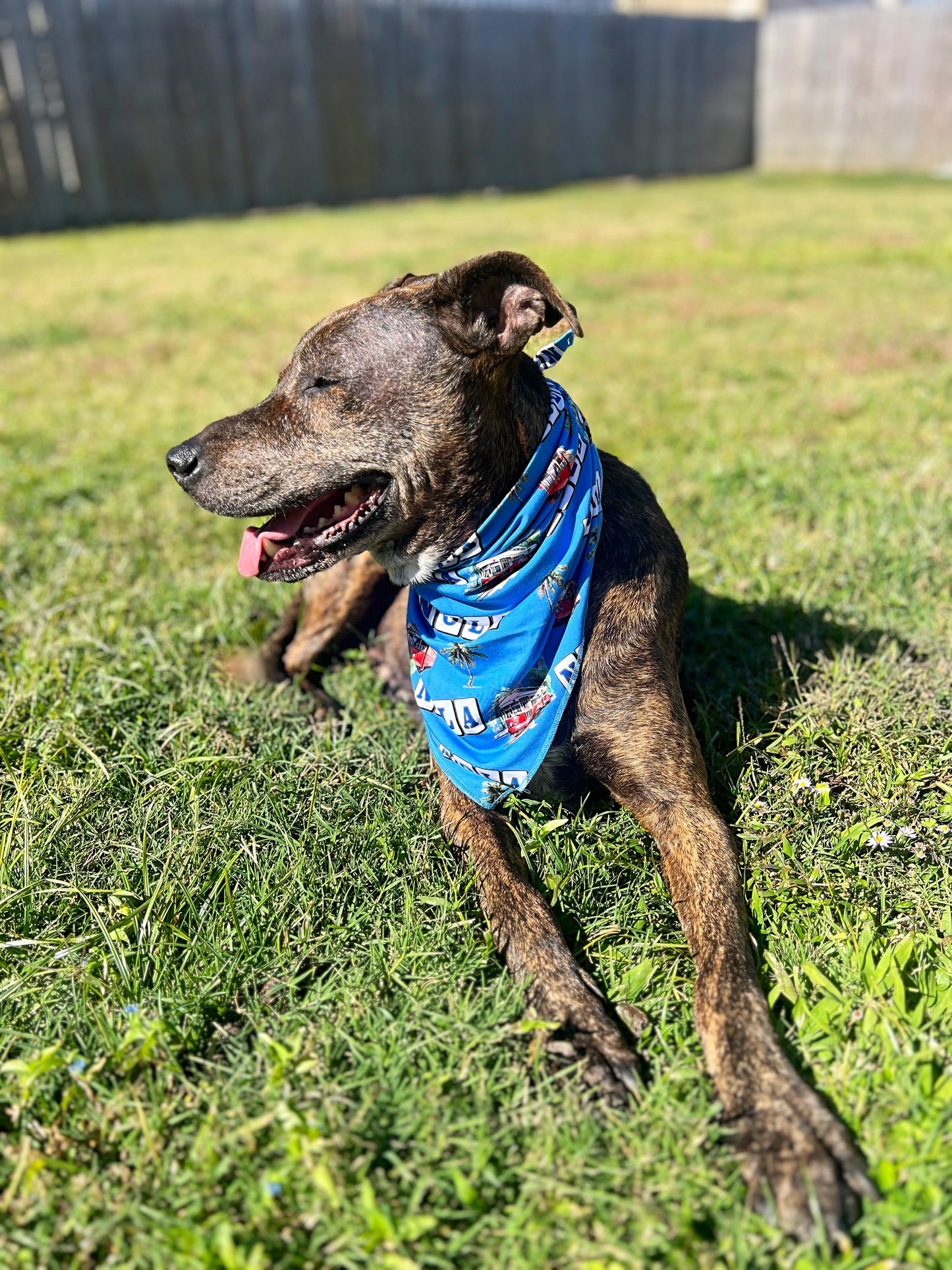 Canal Street Pet Bandana